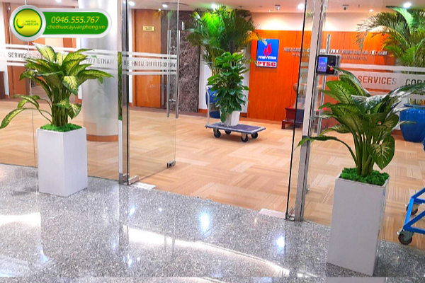 DỊCH VỤ CHO THUÊ CÂY XANH TP HCM