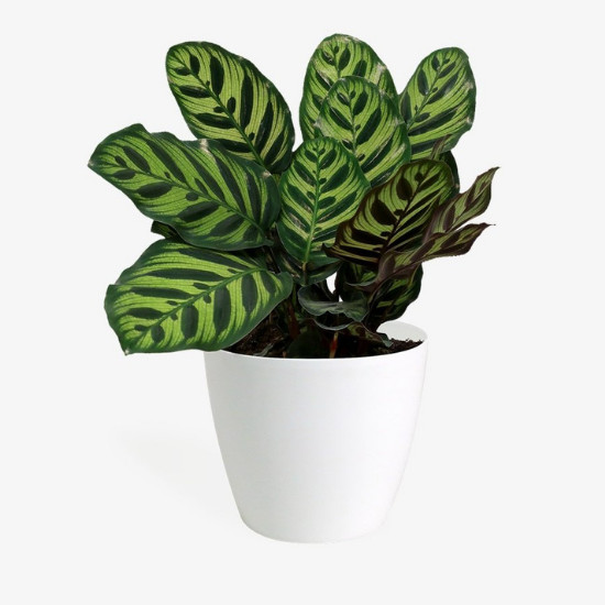 CÂY ĐUÔI CÔNG XANH