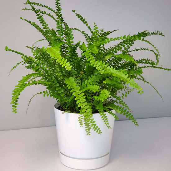 CÂY DƯƠNG XỈ THÁI