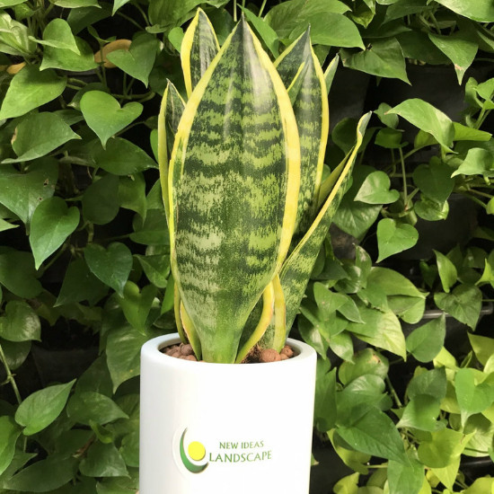 CÂY LƯỠI HỖ THÁI