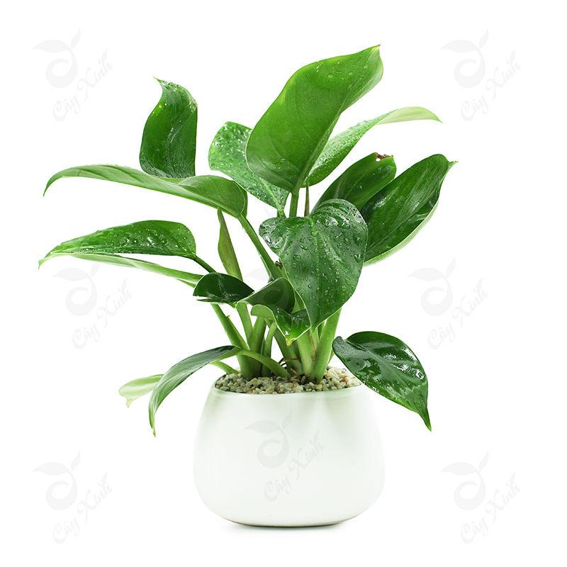 Trầu Bà Đế Vương Xanh