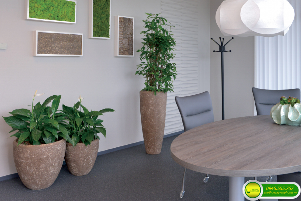 Bảng Giá Cho Thuê Cây