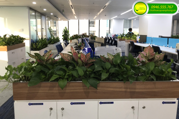 Cho Thuê Cây Để Bàn
