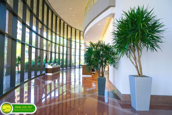 Cho Thuê Cây Để Sàn