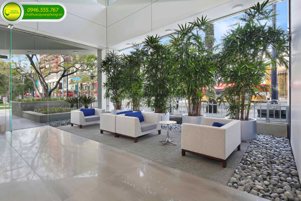 Cho Thuê Cây Để Sảnh
