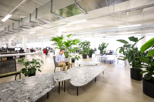 Lợi Ích Của Cây Xanh Văn Phòng