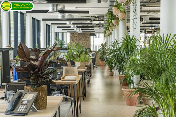 Cây Văn Phòng Hợp Mệnh Mộc