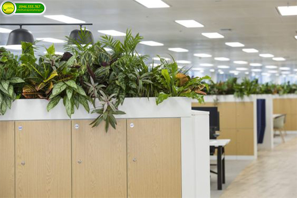 Cây Văn Phòng Hợp Mệnh Thủy