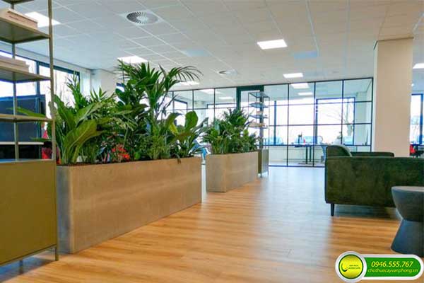 Cây Văn Phòng Hợp Mệnh Kim