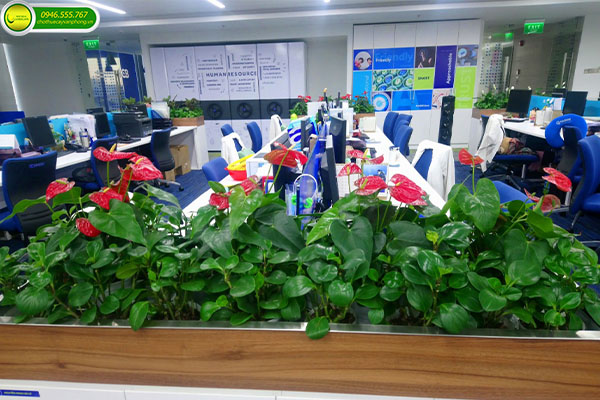 Cây Văn Phòng Hợp Mệnh Hỏa