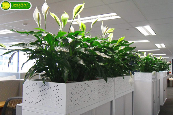 Cho Thuê Cây Xanh Văn Phòng Đẳng Cấp