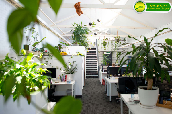 THUÊ CÂY VĂN PHÒNG TIẾT KIỆM