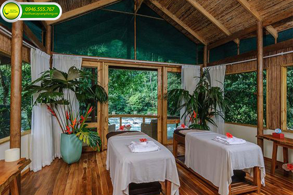 Trang Trí Cây Xanh Cho Spa