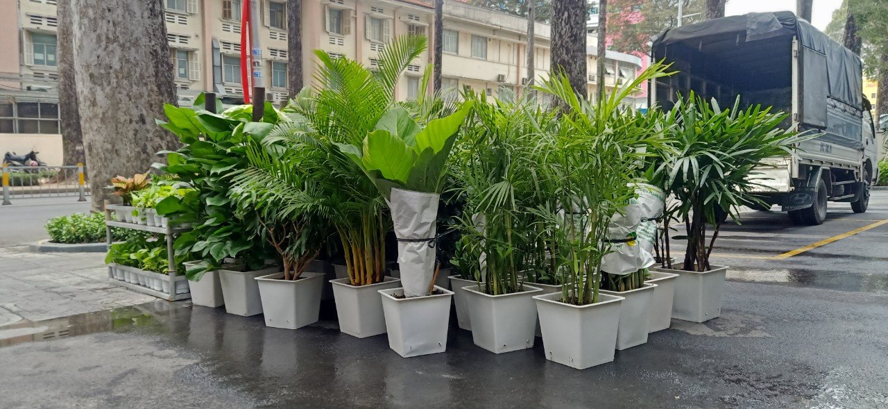 Các Dòng Cây Cho Thuê